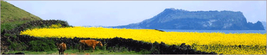 jeju flower fields